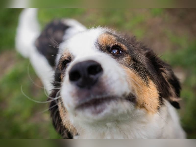 Boomer: Großer Hund, großes Herz