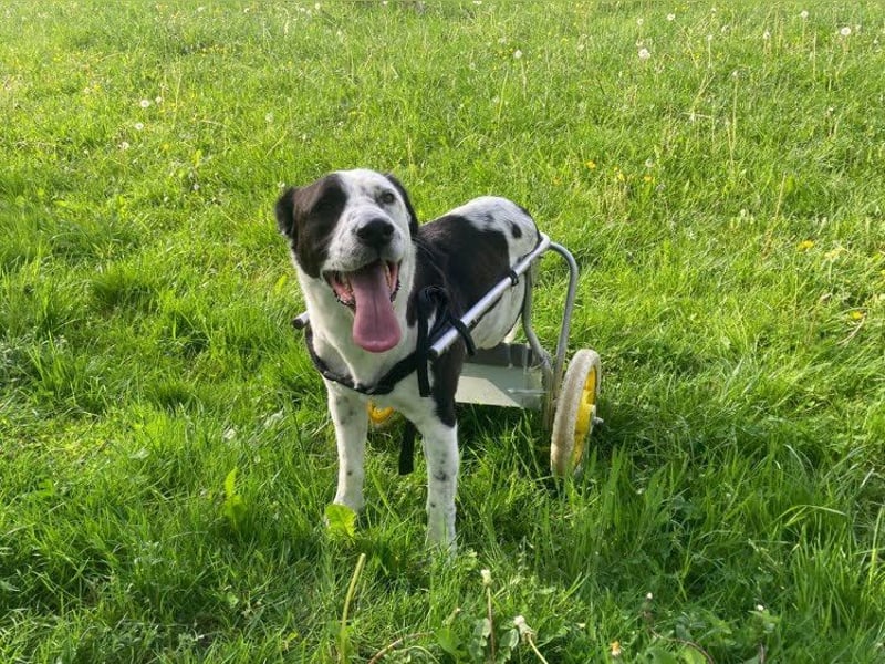 Felix: Traumhund mit Handicap