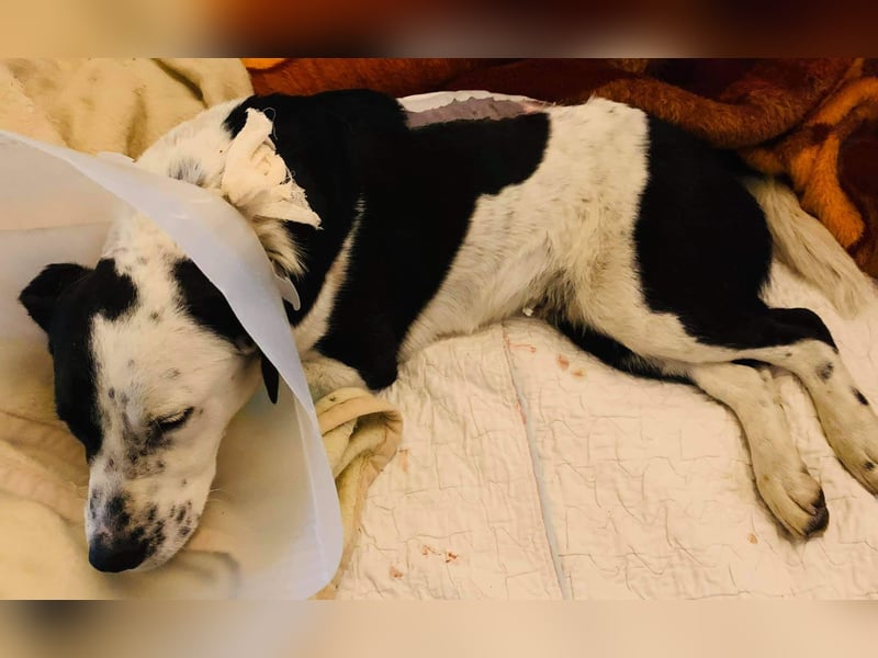 Felix: Traumhund mit Handicap