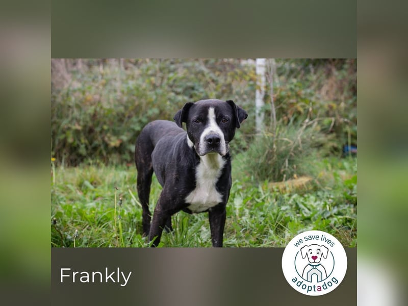 Frankly: sucht sein Glück