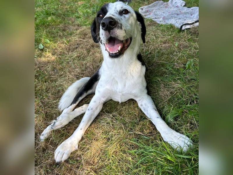 Felix: Traumhund mit Handicap