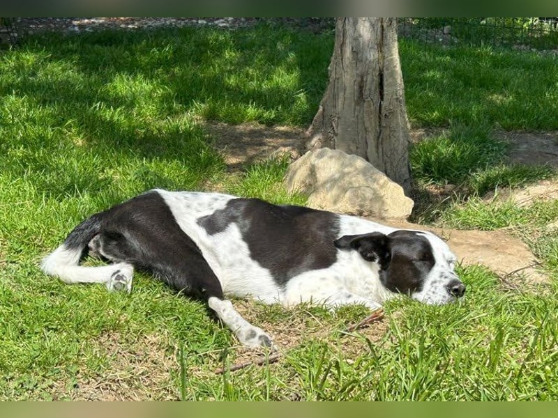 Felix: Traumhund mit Handicap