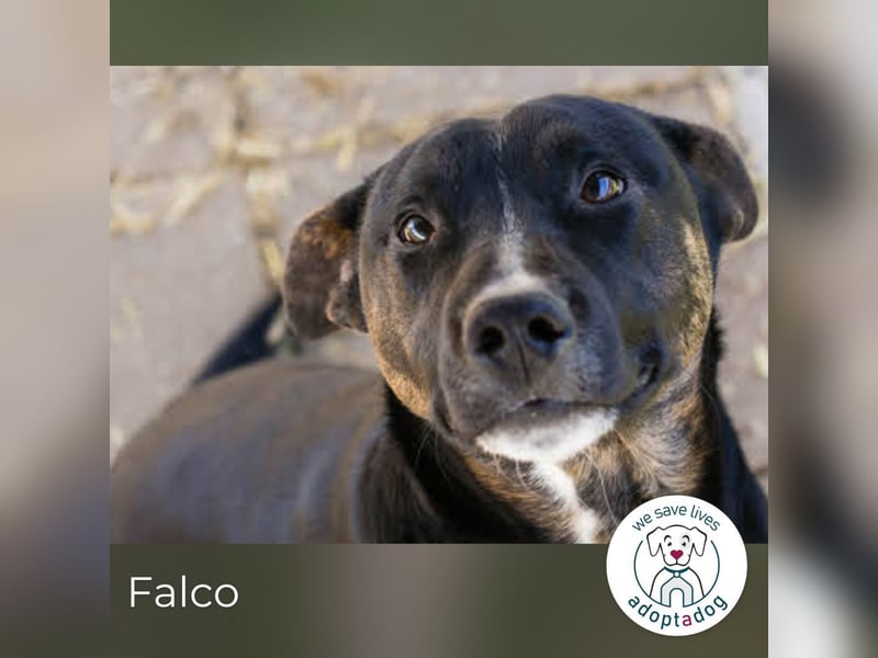 Falco: hat einen großen Wunsch