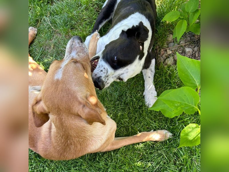 Felix: Traumhund mit Handicap
