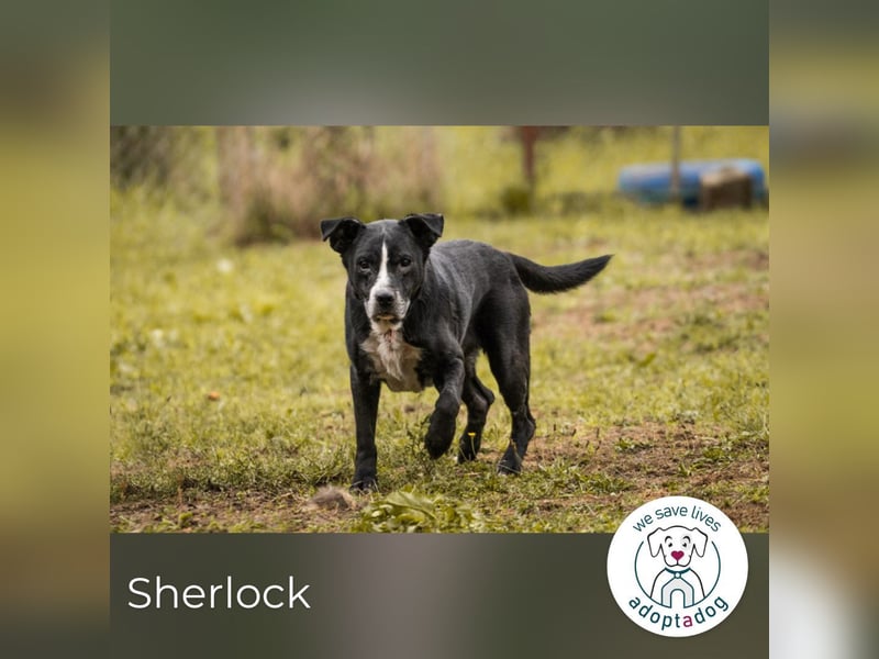 Sherlock: Ungebrochene Lebensfreude