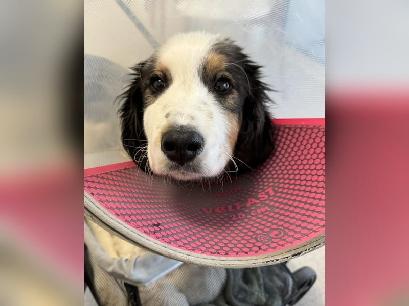 Boomer: Großer Hund, großes Herz