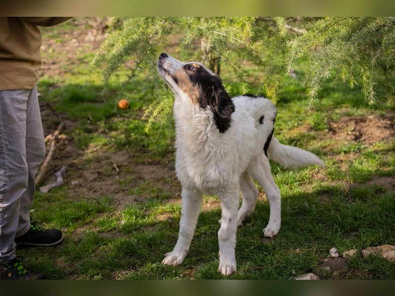 Boomer: Großer Hund, großes Herz