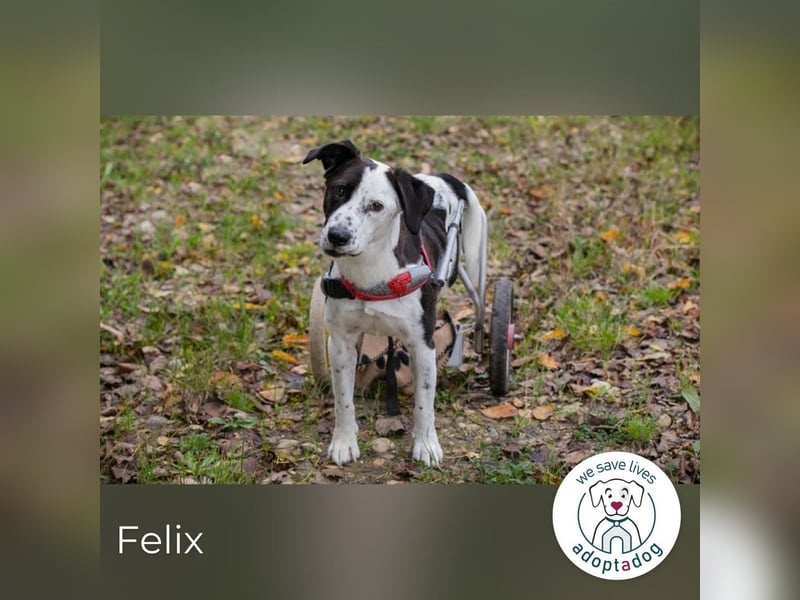 Felix: Traumhund mit Handicap