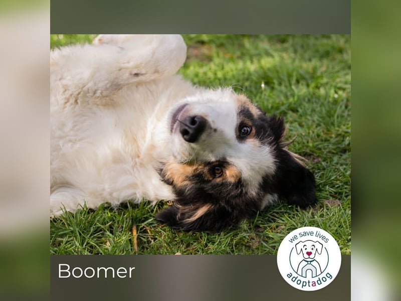 Boomer: Großer Hund, großes Herz