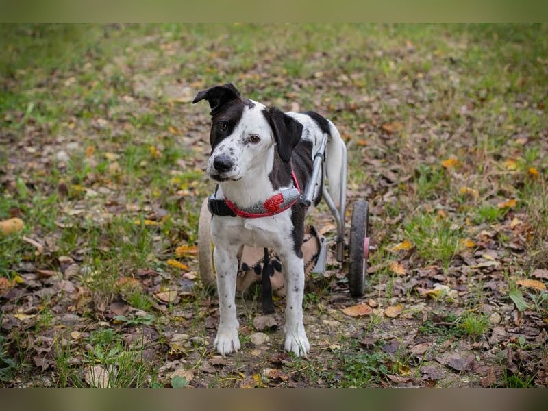 Felix: Traumhund mit Handicap