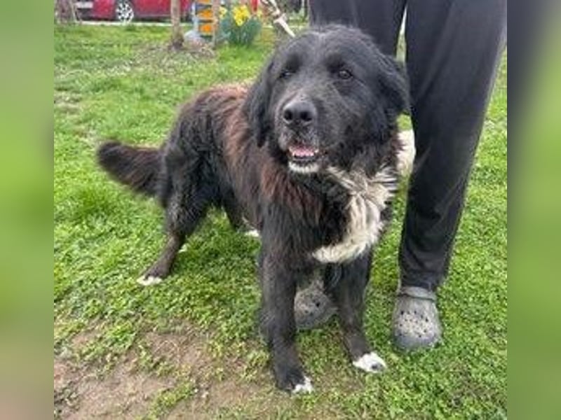 Solon: Tapferer Hundeopa