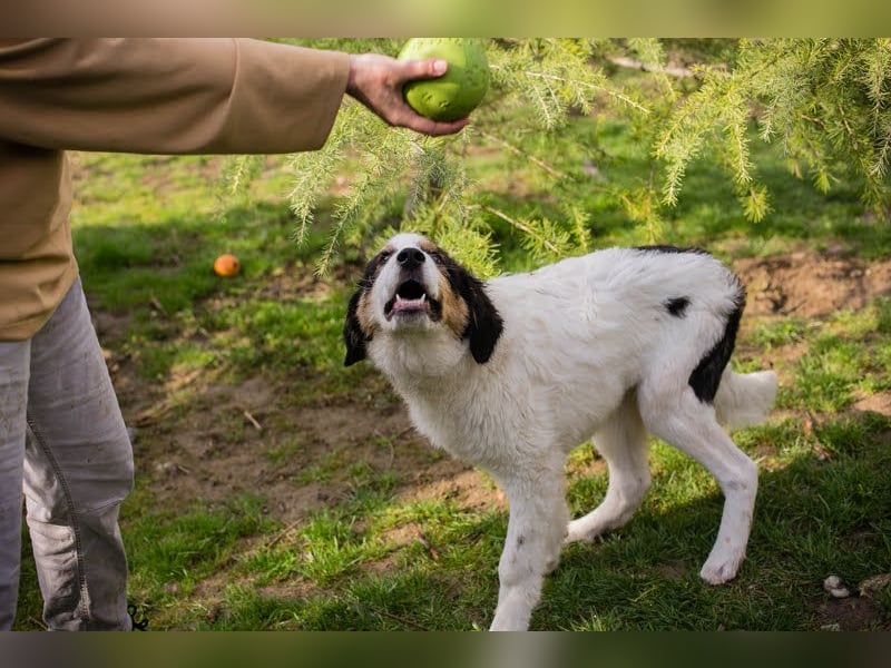 Boomer: Großer Hund, großes Herz