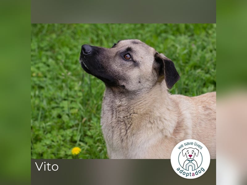 Vito: Junghund sucht ein Zuhause