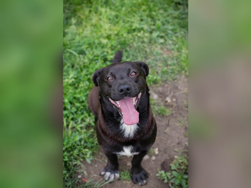 Willy: Sucht ein Zuhause