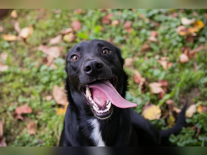 Rajah: fällt das Tierheimleben schwer