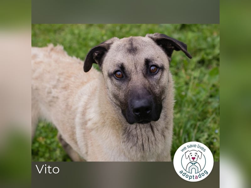 Vito: Junghund sucht ein Zuhause