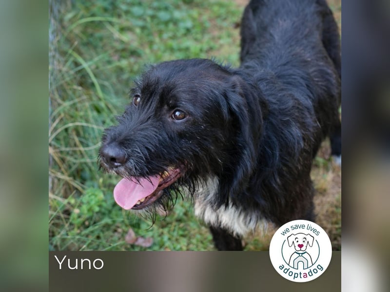 Yuno: Ruhiger Schatz sucht Liebe
