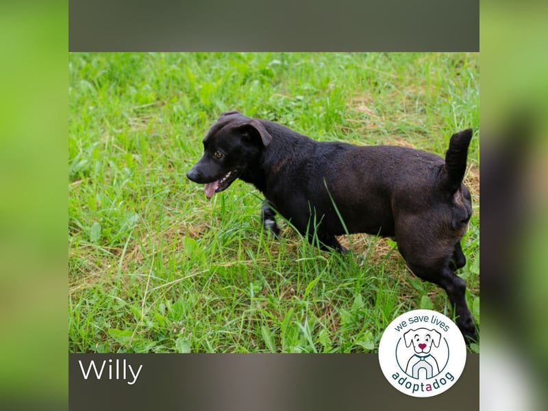 Willy: Sucht ein Zuhause