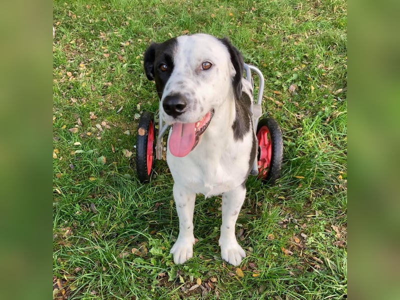 Felix: Traumhund mit Handicap
