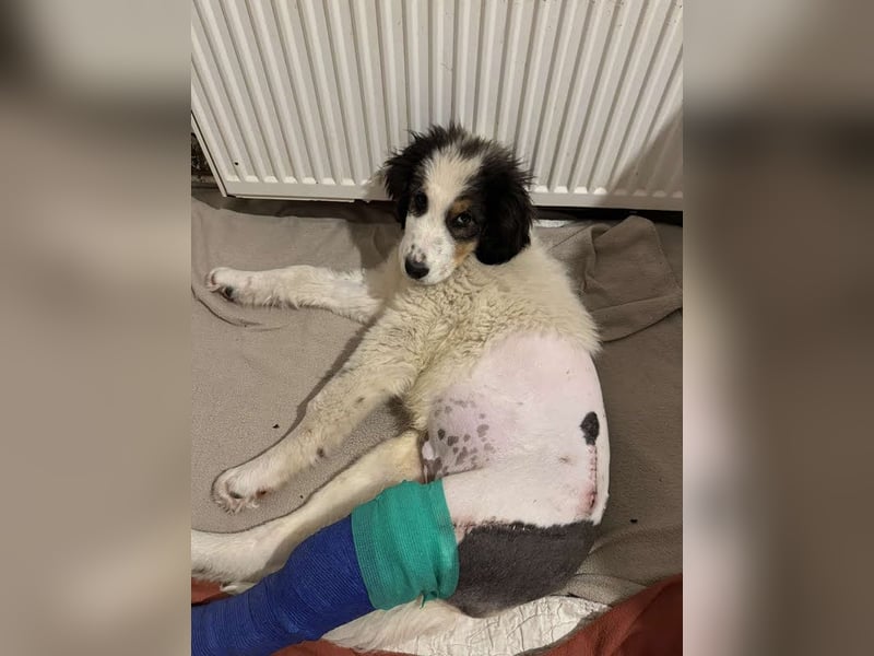 Boomer: Großer Hund, großes Herz