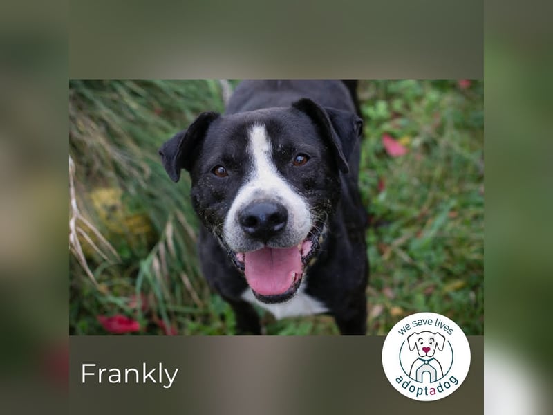 Frankly: sucht sein Glück