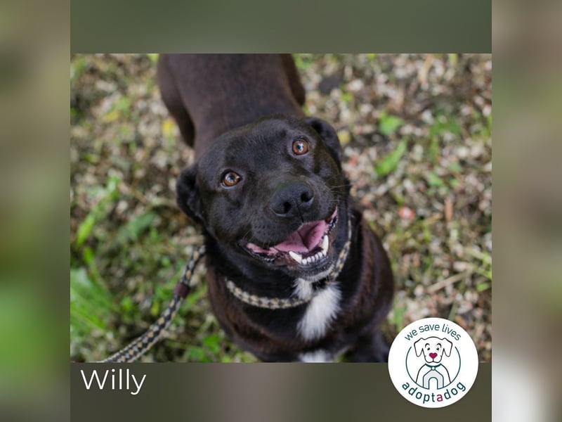 Willy: Sucht ein Zuhause