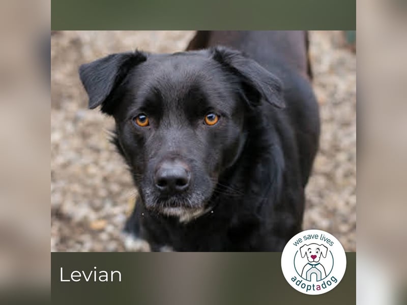 Levian: Kuschelexperte sucht Personal!