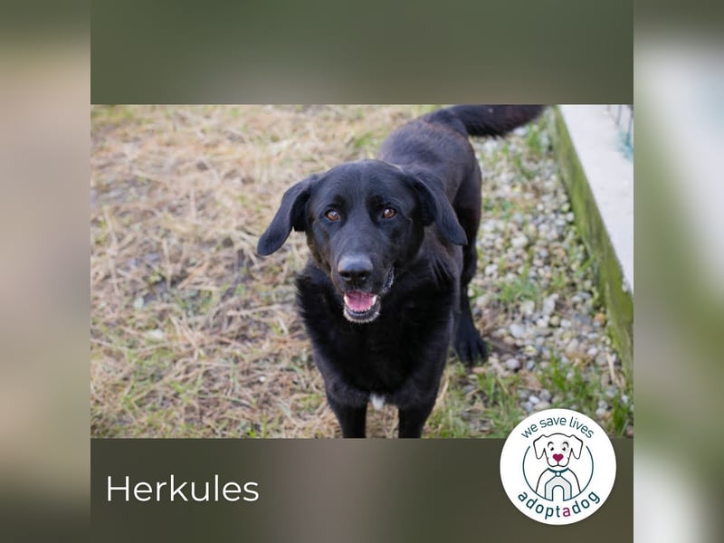 Herkules: Freund fürs Leben gesucht
