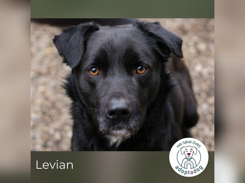 Levian: Kuschelexperte sucht Personal!