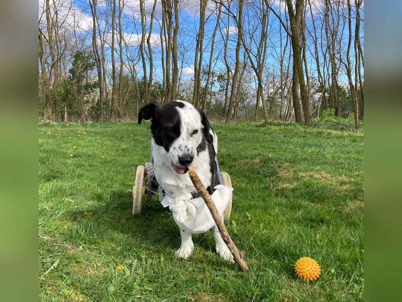 Felix: Traumhund mit Handicap