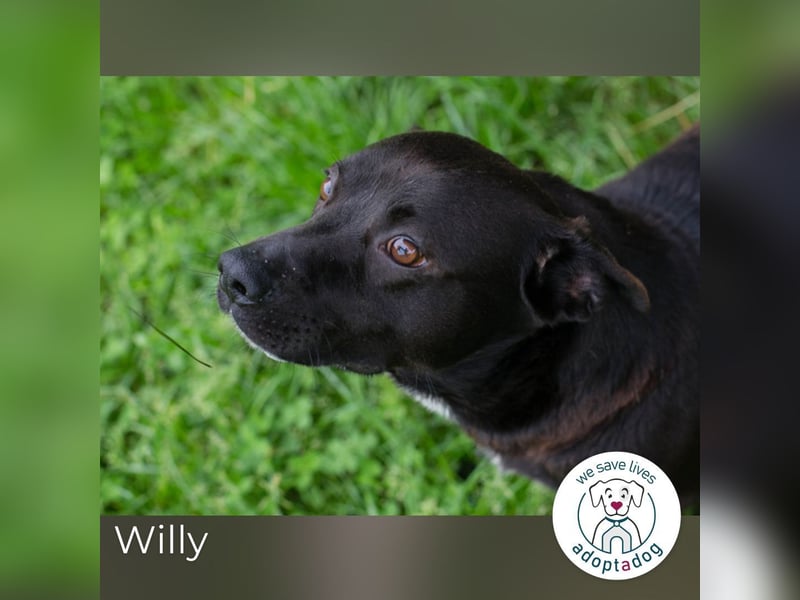 Willy: Sucht ein Zuhause