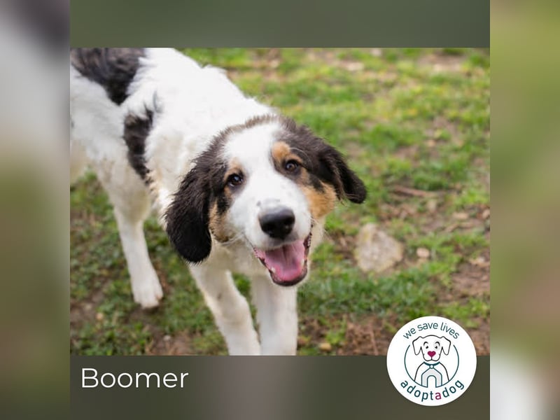 Boomer: Großer Hund, großes Herz