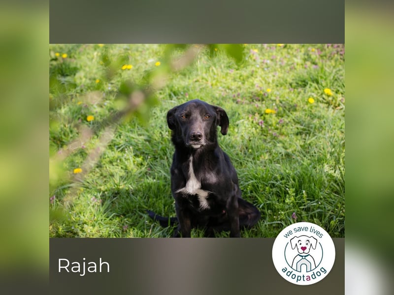 Rajah: fällt das Tierheimleben schwer