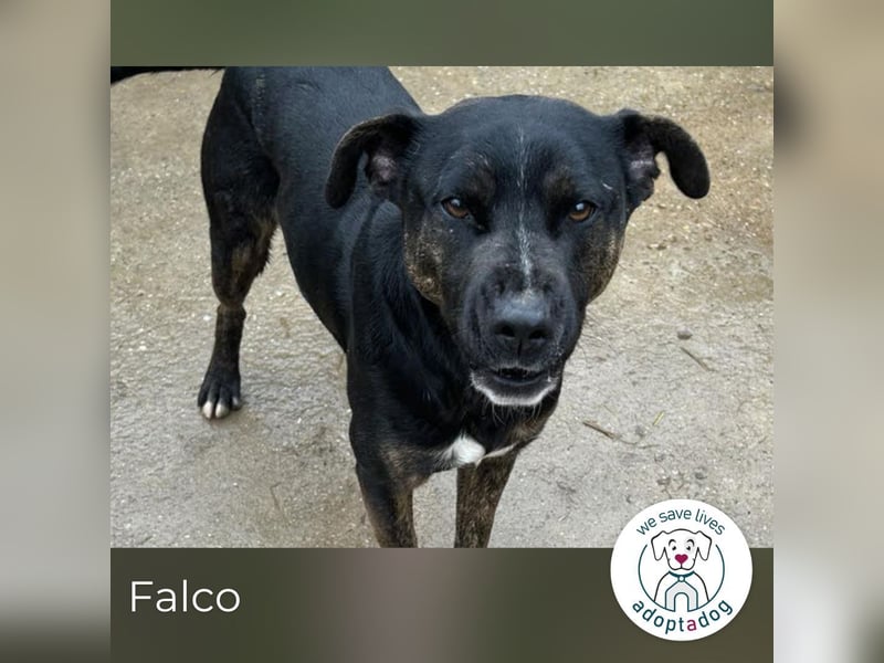 Falco: hat einen großen Wunsch