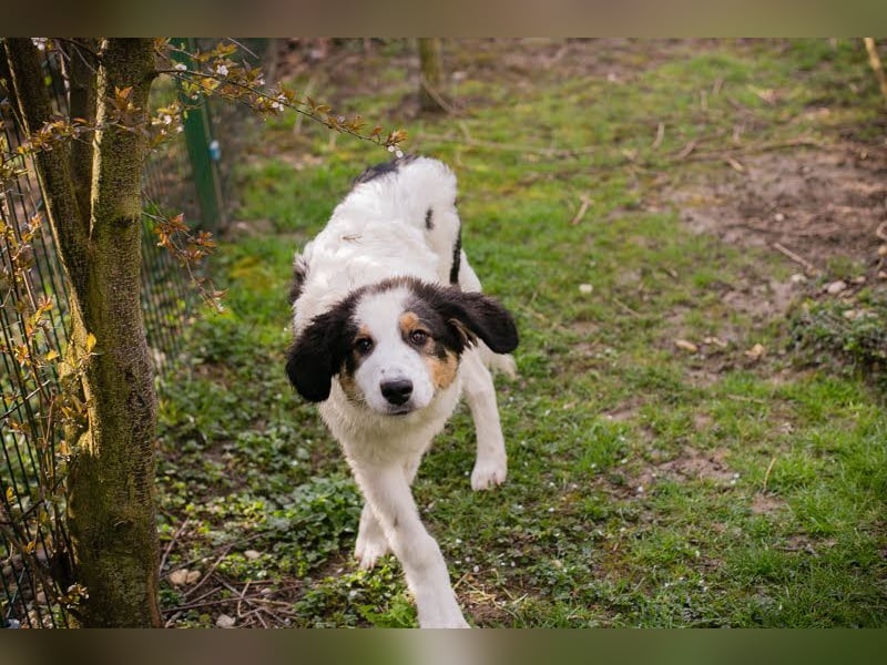 Boomer: Großer Hund, großes Herz