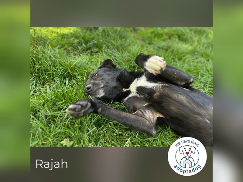 Rajah: fällt das Tierheimleben schwer