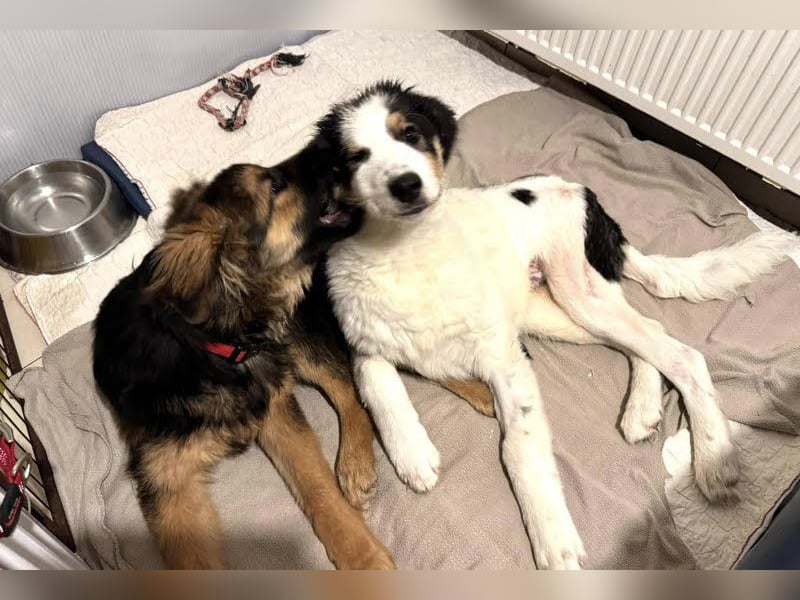 Boomer: Großer Hund, großes Herz