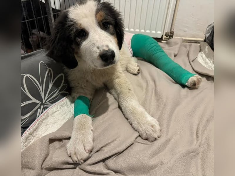 Boomer: Großer Hund, großes Herz