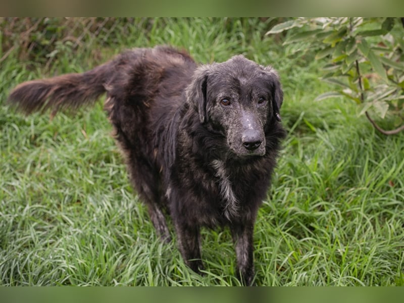 Chip 223349: Sucht ein Zuhause