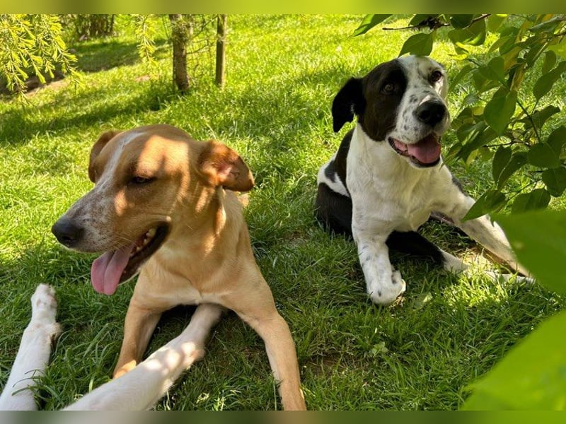 Felix: Traumhund mit Handicap