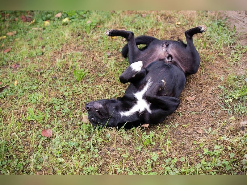 Rajah: fällt das Tierheimleben schwer