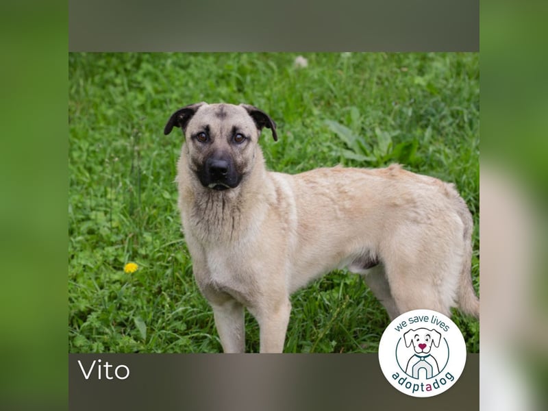 Vito: Junghund sucht ein Zuhause