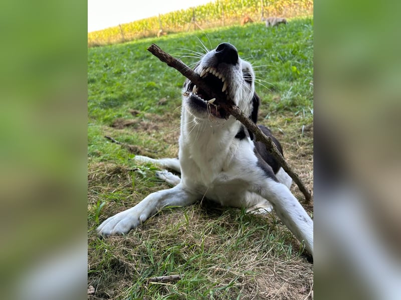 Felix: Traumhund mit Handicap