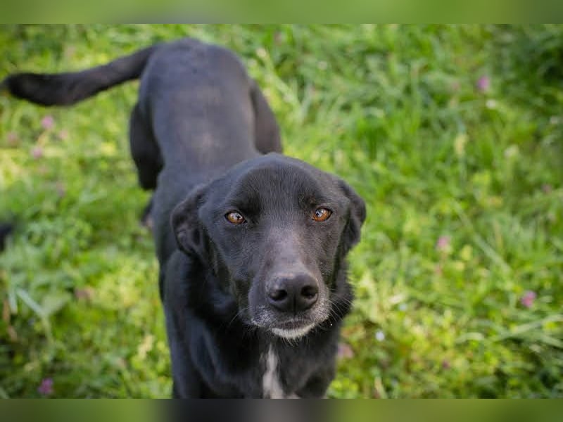 Rajah: fällt das Tierheimleben schwer