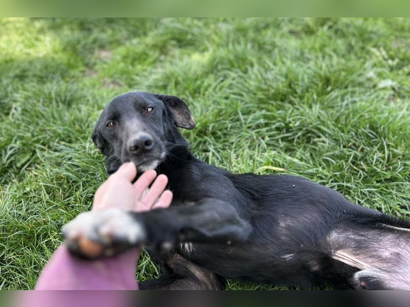 Rajah: fällt das Tierheimleben schwer