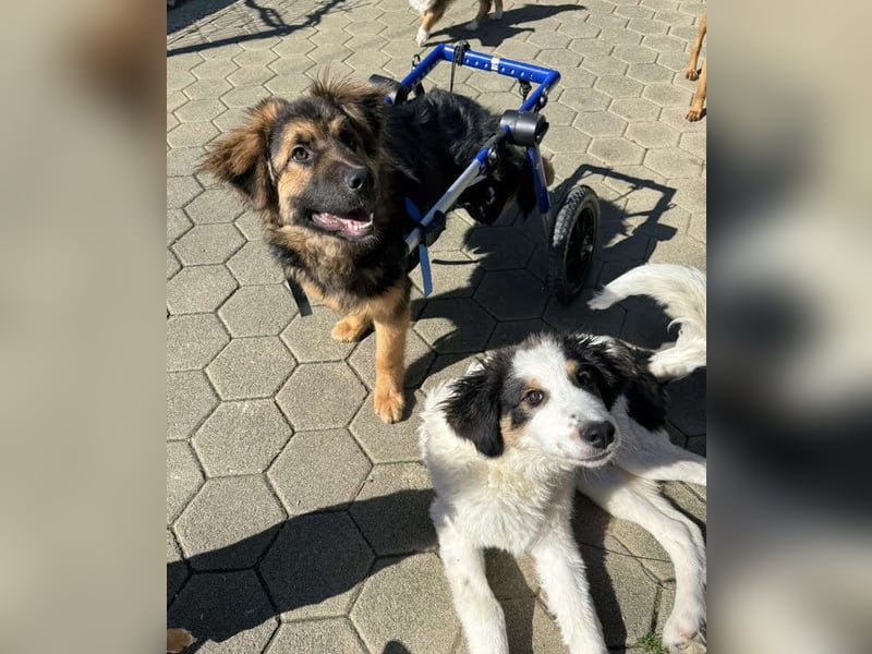 Boomer: Großer Hund, großes Herz