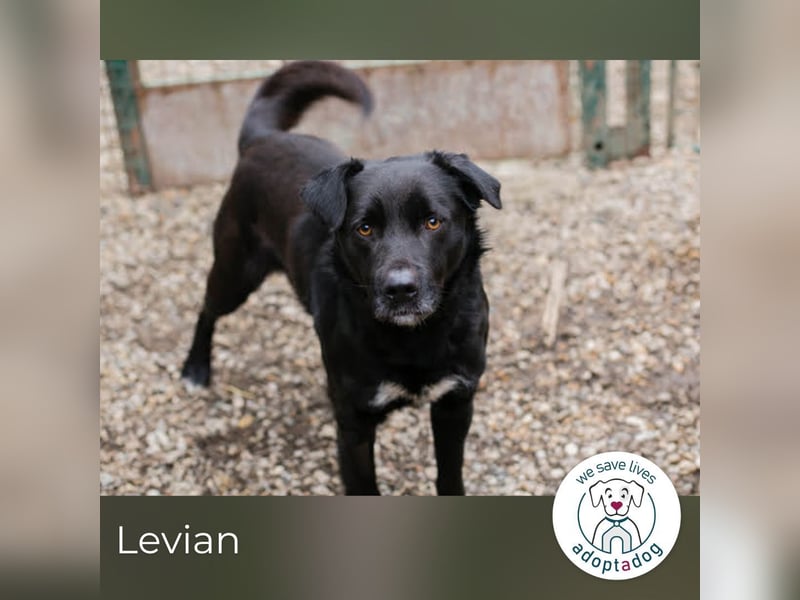Levian: Kuschelexperte sucht Personal!