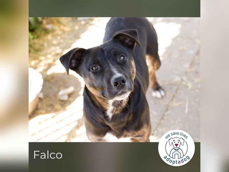 Falco: hat einen großen Wunsch