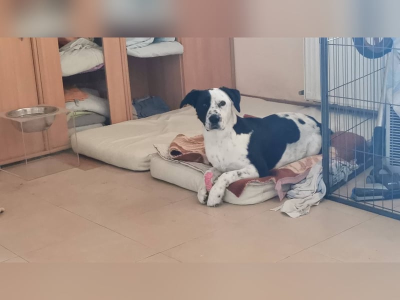 Felix: Traumhund mit Handicap