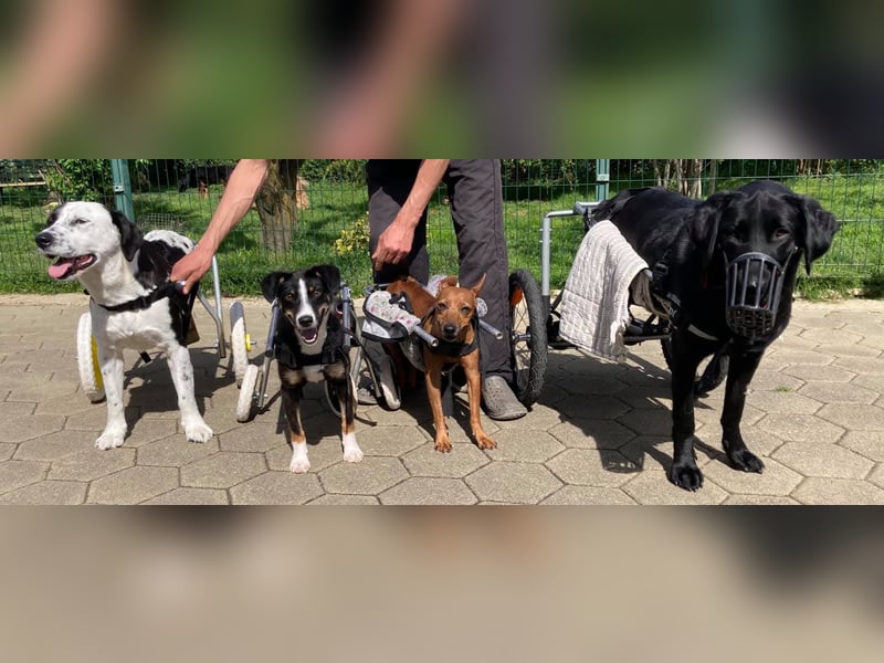 Felix: Traumhund mit Handicap